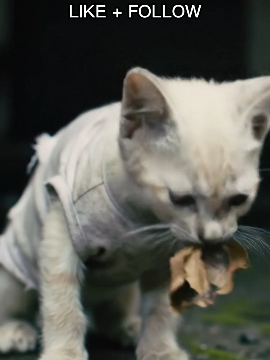 Like and Share to help this kitty find home! 😿 #like #share #fyp#fyppp