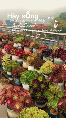 “Sen đá nhỏ bé nhưng mạnh mẽ. Dù nắng gắt hay gió sương, vẫn âm thầm vươn lên, xanh ngát cả một góc trời. Giống như chúng ta – có thể chậm, nhưng không ngừng cố gắng.” 🌵💚 #Sendá #Cuộcsốngxanh #Nănglượngtíchcực #CâycảnhMini