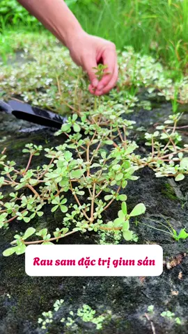 Rau sam khác tính giùm sán ,kí sinh trùng#nhàthuốchảiphongđường #rausam #trịsánchó 