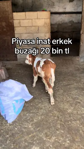 #büyükbaş #inek #çiftçi #hayvan #buzağı #simantalhayvancılık #gaziantep #inekvideoları #şimşekhayvancılık #simantal 