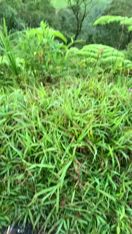 #gunungkencana1803mdpl #gunungkencana #gunungbogor #pendakigunung #pendakisantuy #pendakianberaama 