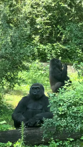 #bronxzoo #gorilla #animals #zoo #nyc #newyork 