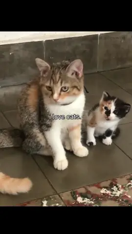 i love cats. pt2🤍