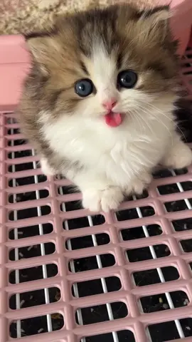 Mukanya gemesin #kucinglucu #catlovers #bocilkucing #kitten #fyppppppppppppppppppppppp 