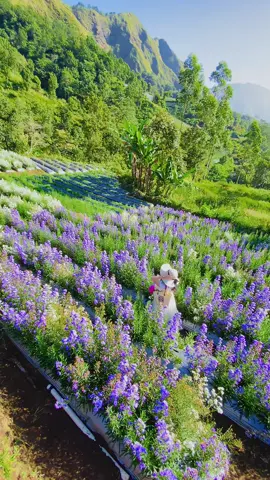 serpihan surga di sembalun 💐🌸🧚🏻‍♂️🫶🏻🧚🏻 @Mountanagarden #sembalunlombok #sembalun #mountanagarden #lombokvirall🌴🌴 #masukberandafypシ #sasaklombok #fypシ゚viral #sasaklombok #kedaisawahsembulun  #fyppppppppppppppppppppppp #lomboktiktok_fyp🌴 #lomboktimur  #fypage @CALL ME REEY🫶 