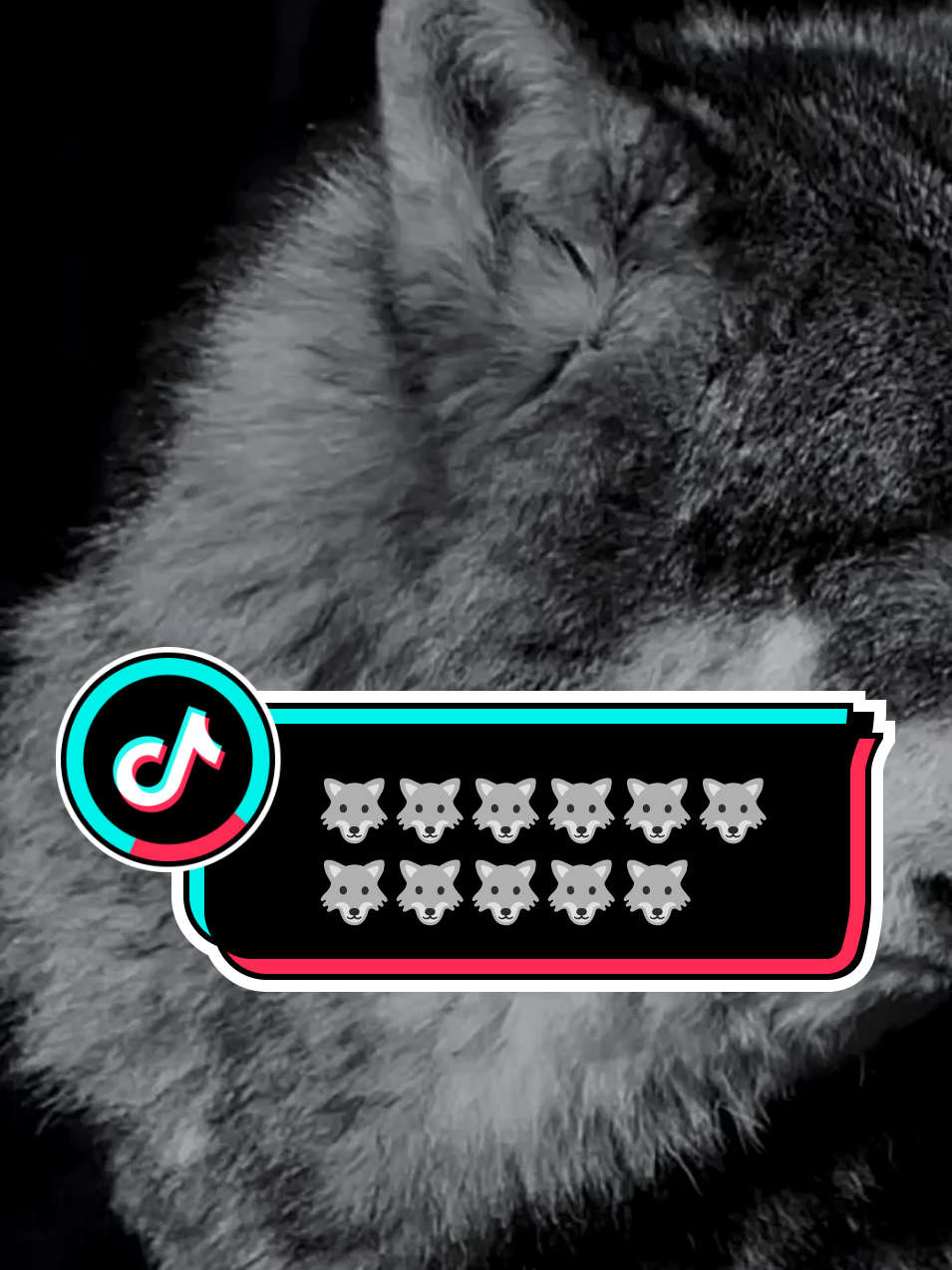 🐺🐺💞@SmileeHere88 #wolf #viral #1million #trending #fyp #Love #foryoupage 