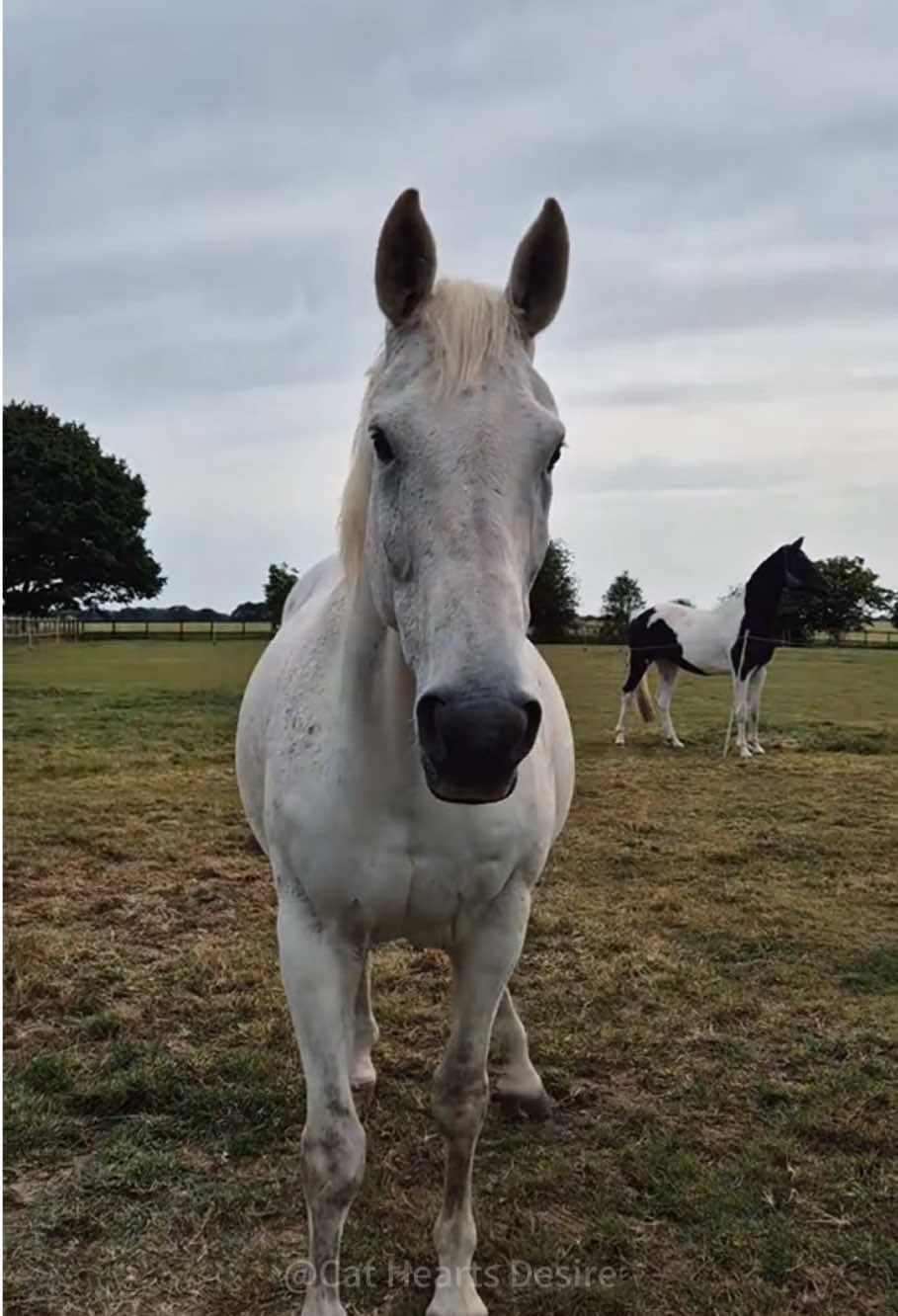 Timid Horse 🐎🤣 #funny #horse #cute #foryou #horses #funnyvideo #horsesoftiktok 