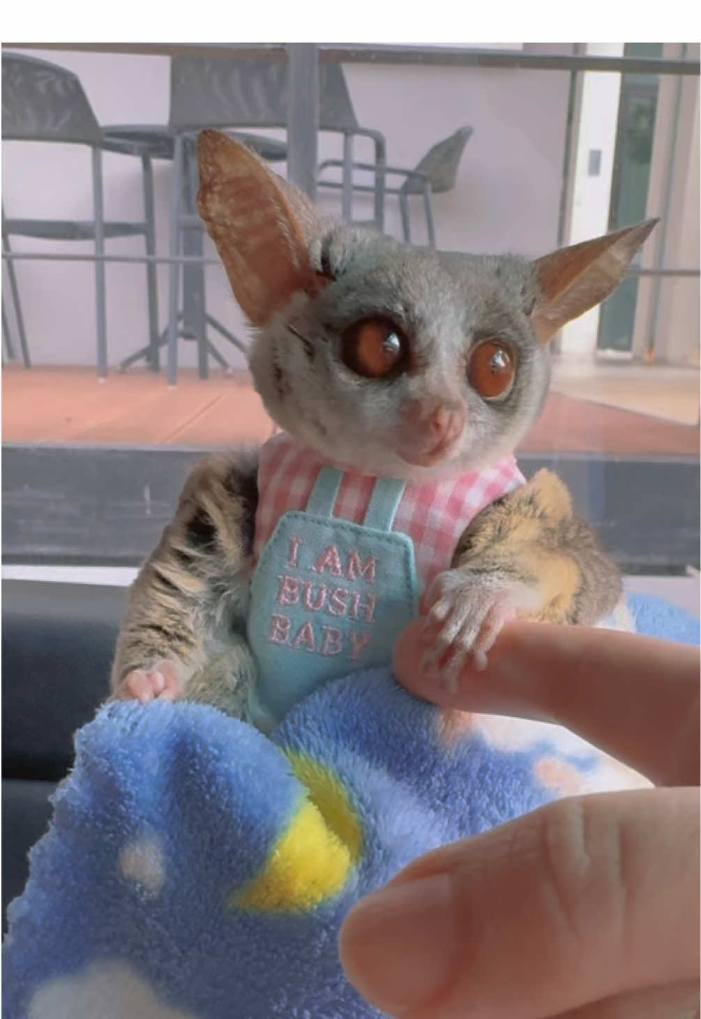 ติดเทอได้ป่าวว 💖 #lucalucastory #ลูก้าเดอะบุชเบบี้ #บุชเบบี้ #exoticpets #bushbaby #สัตว์เลี้ยงtiktok 