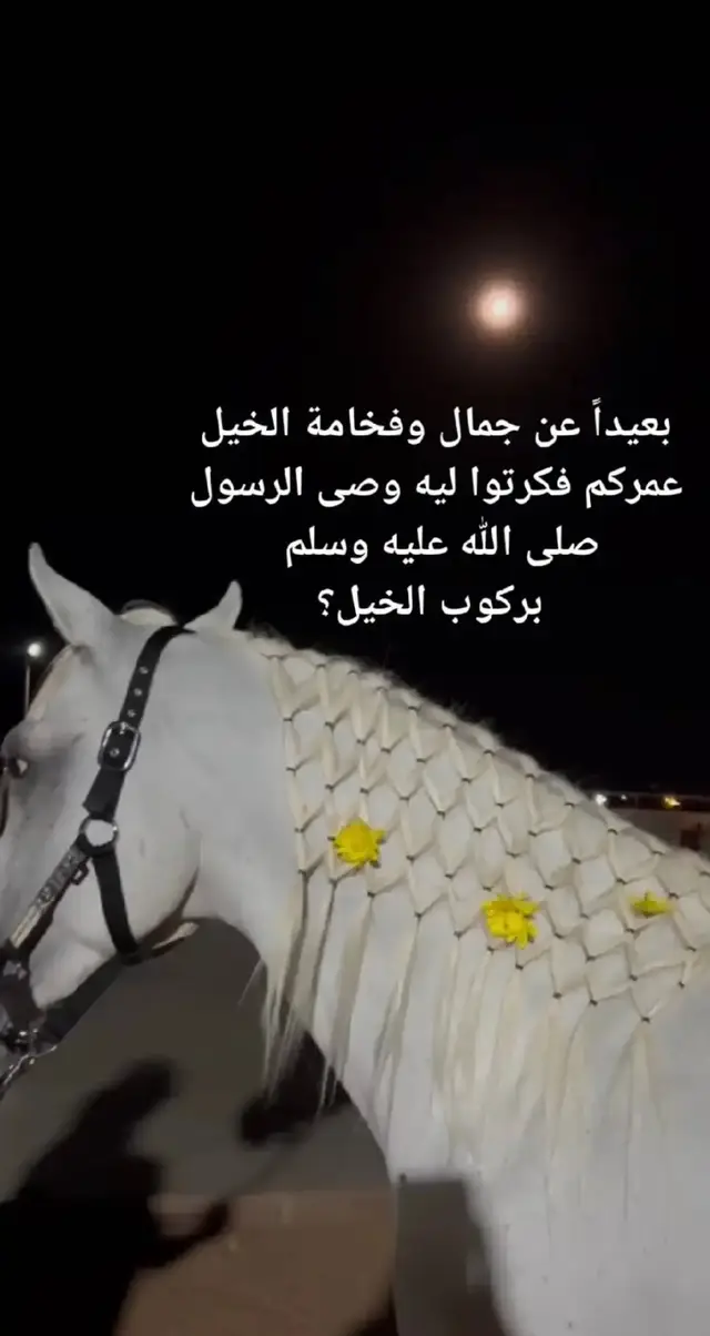 صلو على النبي صلى الله عليه وسلم ❤️❤️ #خيل #خيل_عربي_اصيل #خيل_وخياله🐎 #مشاهدات #مشاهير_تيك_توك #مشاهير_العراق #مشاهدات100k🔥 #مشاهدات_تيك_توك 
