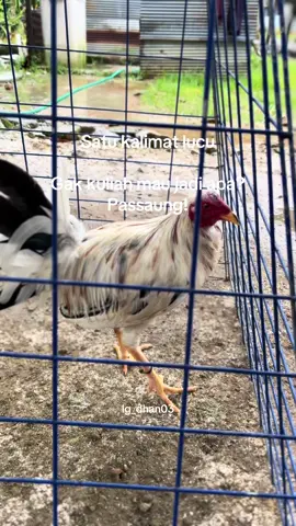 #fypシ゚viral #bugispinrang #ayamkampung 