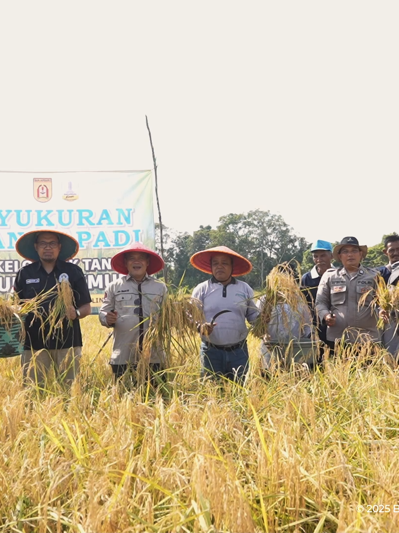 Syukuran panen padi digelar oleh Kelompok Tani Bumi Makmur Kelurahan Sungai Ulin, Kamis (31/07/2025), sebagai wujud rasa syukur atas hasil panen padi varietas Siam Madu yang berhasil mencapai produktivitas 5,7 ton per hektar di lahan seluas 0,25 hektar.