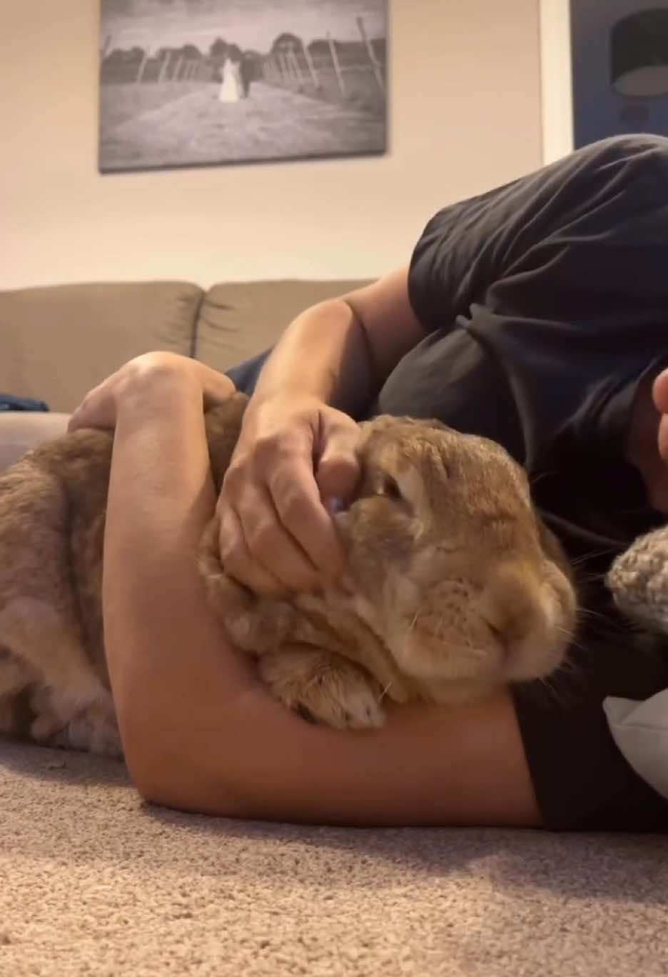Just a queen and her servant 🐰 Disclaimer. Winifred loves having her paws up on our arms and tries to put them up herself but sometimes she can’t reach. This is when I help her. Most rabbits would not enjoy this!
