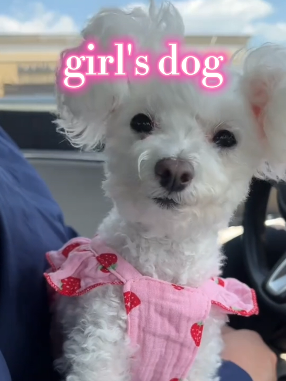 Girl's dogs vs Boy's dogs  ☠️☠️☠️#trolling #memes #trending #foruyou #trollface #shocking #editing 