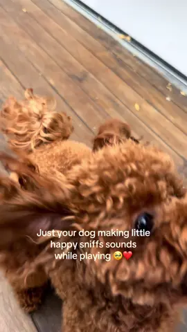 Happy little sniffs ❤️❤️ #toypoodle #poodlesoftiktok #dogmomlife #doodles #poodles #caniche #canichetoy #canichetoyrojo #funnydogsoftiktok #dogsplaying #dogsdoingthings #dogsoftiktokviral #toypoodlelife 