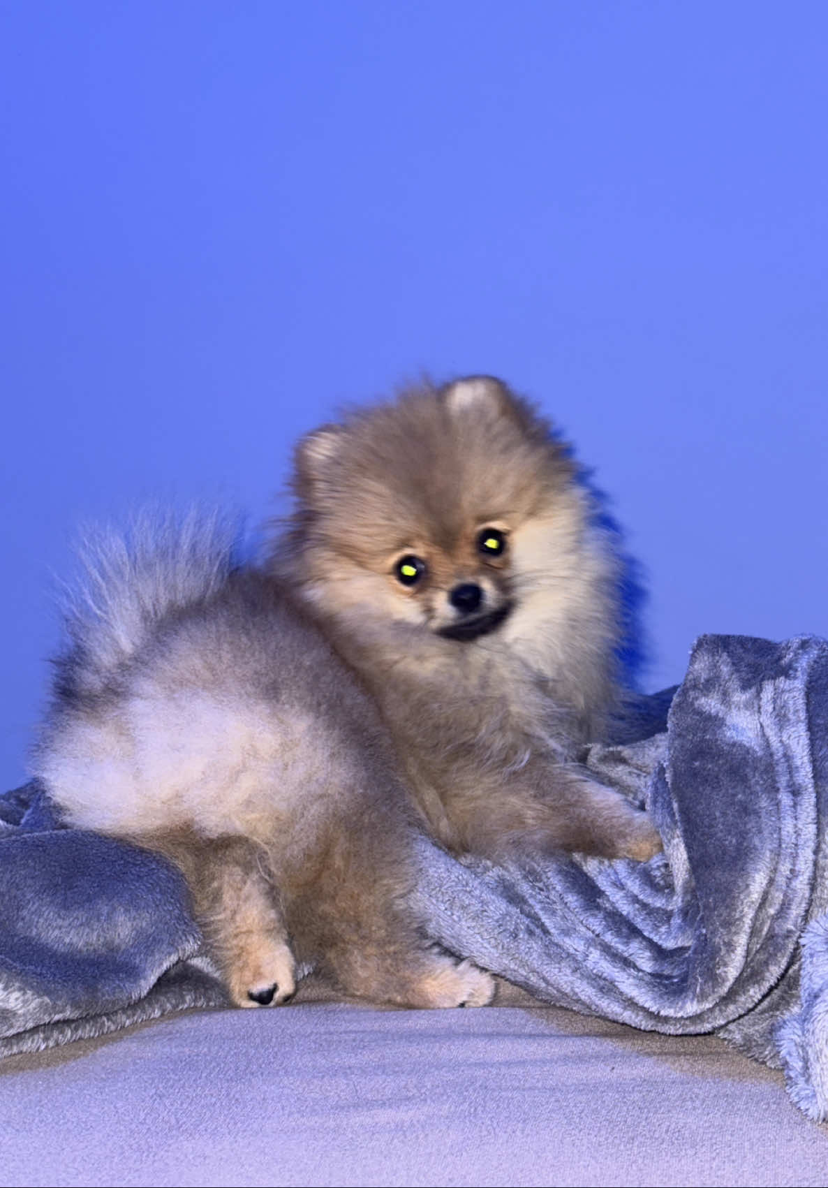 Играем мячиком🐾 #minipomeranianpuppy #минипомеранскийщпиц #puppy #цуценя #шпицмишка 