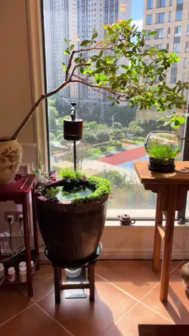 Một góc bình yên trong chiếc chum nhỏ… Cá bé tung tăng, nước trong veo – chẳng cần gì nhiều để thấy lòng nhẹ nhõm 🍃🐟 #BeCaThuySinh #NuoiCaMini #ChumNuocTrong #CaCanhDep #nuoicatrongchum #cathuysinhdep 