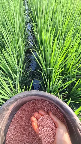 pemupukan terakhir 38 hst#petaniindonesia🇮🇩🇮🇩🇮🇩🌿🌿 #petanipadi #petanimuda 