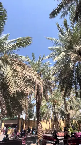 Ke kebun kurma, Masya Allah seru bgtttt belanja di sini boleh icip2 dapet free coklat terus bisa ditawar dan di kasih diskon Masya Allah 🥹🥰 #kebunkurmamadinah #datesfarmmadinah #umrah2025 