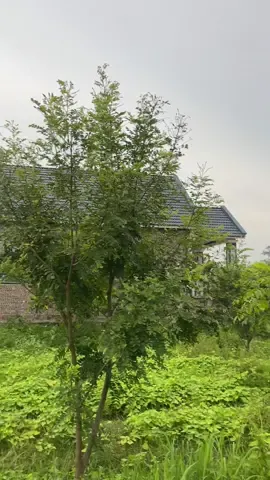 Cây trồng kinh tế cao trồng một lần thu nhiều năm - Cây Bồ Kết #caytrongkinhtecao #caytrongkinhte #cayboketghep #lamvuonchannel98 