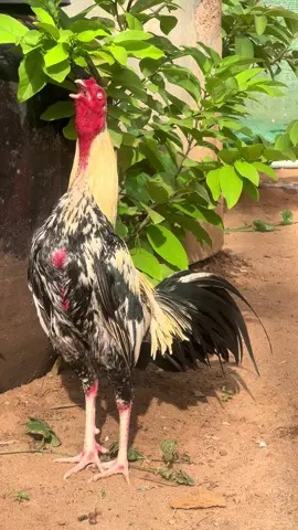 #တိုက်ကြက်ဝါသနာရှင်😍 #ဒီကောင်လေးပြန်မျှပေးမယ်ညီအကို🤘🏾🥰 