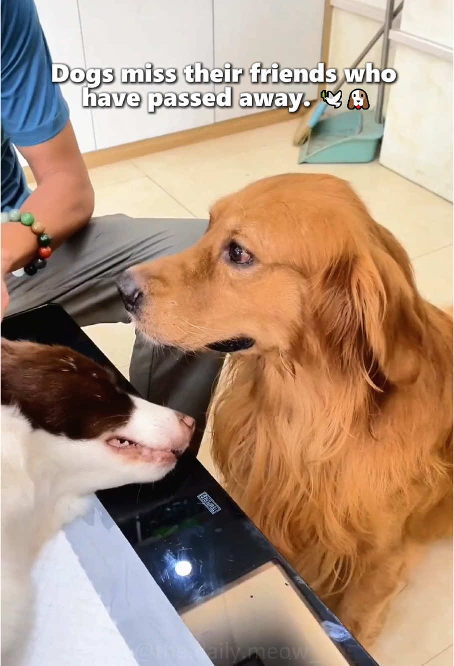 “He still waits for his best friend who’s no longer here… 💔🐾”#fyp #dog #animal #Love #tiktok 