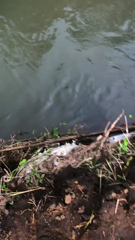 rodok marah marah ji#spotsungai #4u #microfishing #pemancing #povstory #ternosontek💉 