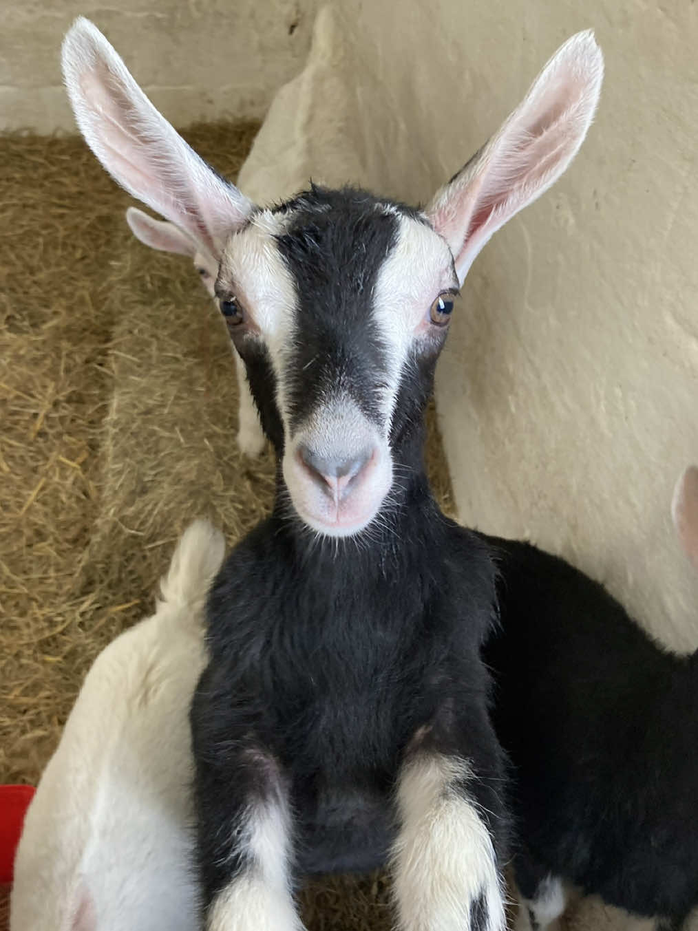 Always these two! 😅 #goats #troublemaker #goatsoftiktok #farmlife #guthealth #chucklinggoat 