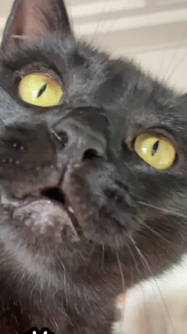 Mèooooooo #cat #cute #fpyシ #chaudo 