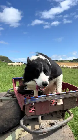 Little bit windy 😂#dog #dogsoftiktok #bordercollie #tik_tok #fyp #foruyou #foryoupage❤️❤️ #tiktokviral #dogs 