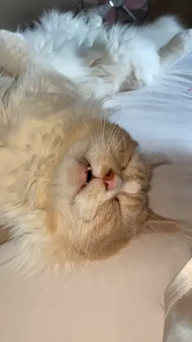 🧛🧛‍♀️ #cats #cat #catteeth #vampire #fy #funnycat #sleepycat #catcute #cutecat #mainecoon 