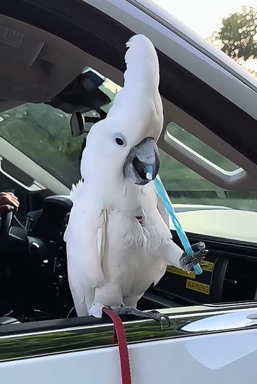 Cockatoos like to dance 🦜💃🥰#cockatoos #cockatoolife #parrot #parrotsoftiktok #funny #fyp #foryou 