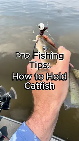 How to hold catfish so you don’t get poked by their spines. #fishing #fishingtips #catfish #catfishing 