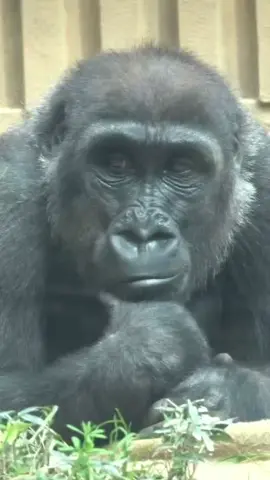 Apa kabar mu#aslamualaikum #hiburan #fypシ゚viral 