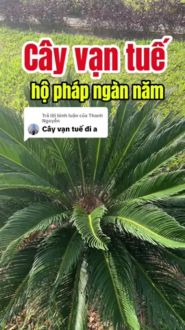 Trả lời @Thanh Nguyễn Một năng lượng đáng sưu tầm từ cây Vạn tuế#bovis #phongthuy #chiasekinhnghiem #nangluong #camxa #caycanh 