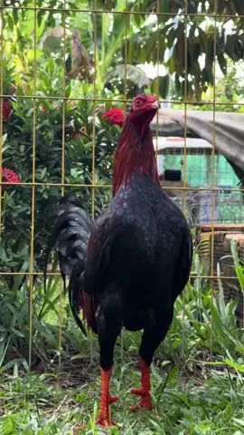 Cuban red🟥1kg450🔋( CONG LƯỜN ) 🌾 cho ae #nguyennhutthanh9999 