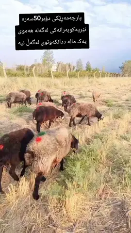 #اللهم_صل_وسلم_على_نبينا_محمد 