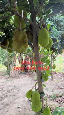 Langka Cempedak Available din po other grafted trees🥭🍋🍊 Nagdedeliver po kami sa buong Luzon🚛 Cash on delivery👍🏻 Pls. Like and Share our FB page ☺️ https://www.facebook.com/mhsfarm08?mibextid=ibOpuV 🚛 HOW TO ORDER? DOOR TO DOOR DELIVERY Send us a message with the following: - Name: - Complete Address (with landmark or Google map screenshot): - Contact Number(s): - Fruit Trees / Quantity: (MINIMUM 5pcs + delivery charge), COD, Gcash,or Bank Transfer --- 📍PICK UP / WALK-IN: Address: Purok 6, San Mariano, San Antonio Nueva Ecija Google Maps: Mhs Farm