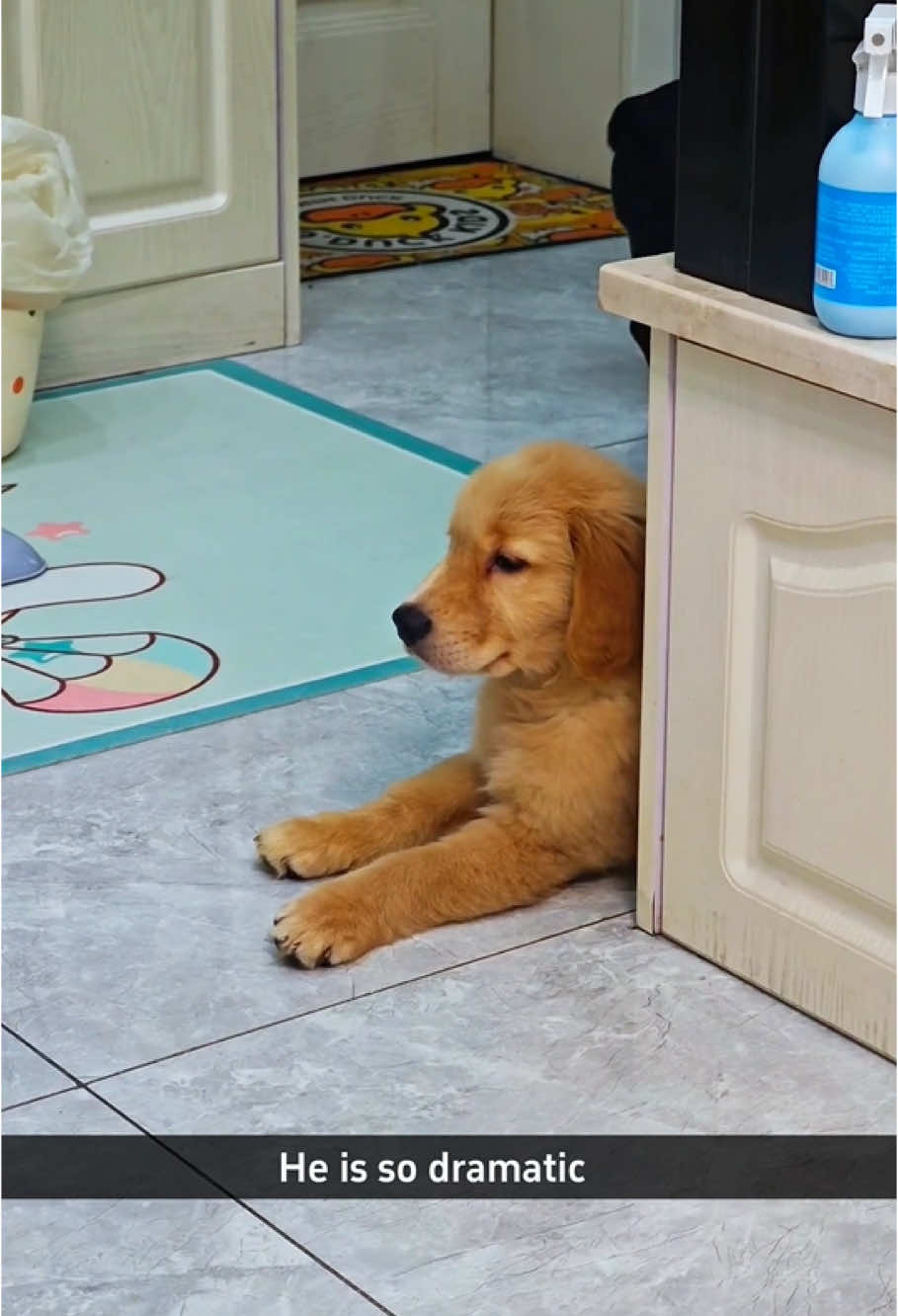 The golden retriever are so dramatic#dog#funny#funnyanimals#funnypets#animals #dogsofttiktok #pet #foryou #longervideos