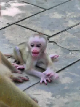 adorable baby Lynx with Mom Luna teaching and trainning him ! #monkey #babymonkey🐒❤️ #monkeys #cuteanimals #newborn #stumptail #luna #luno