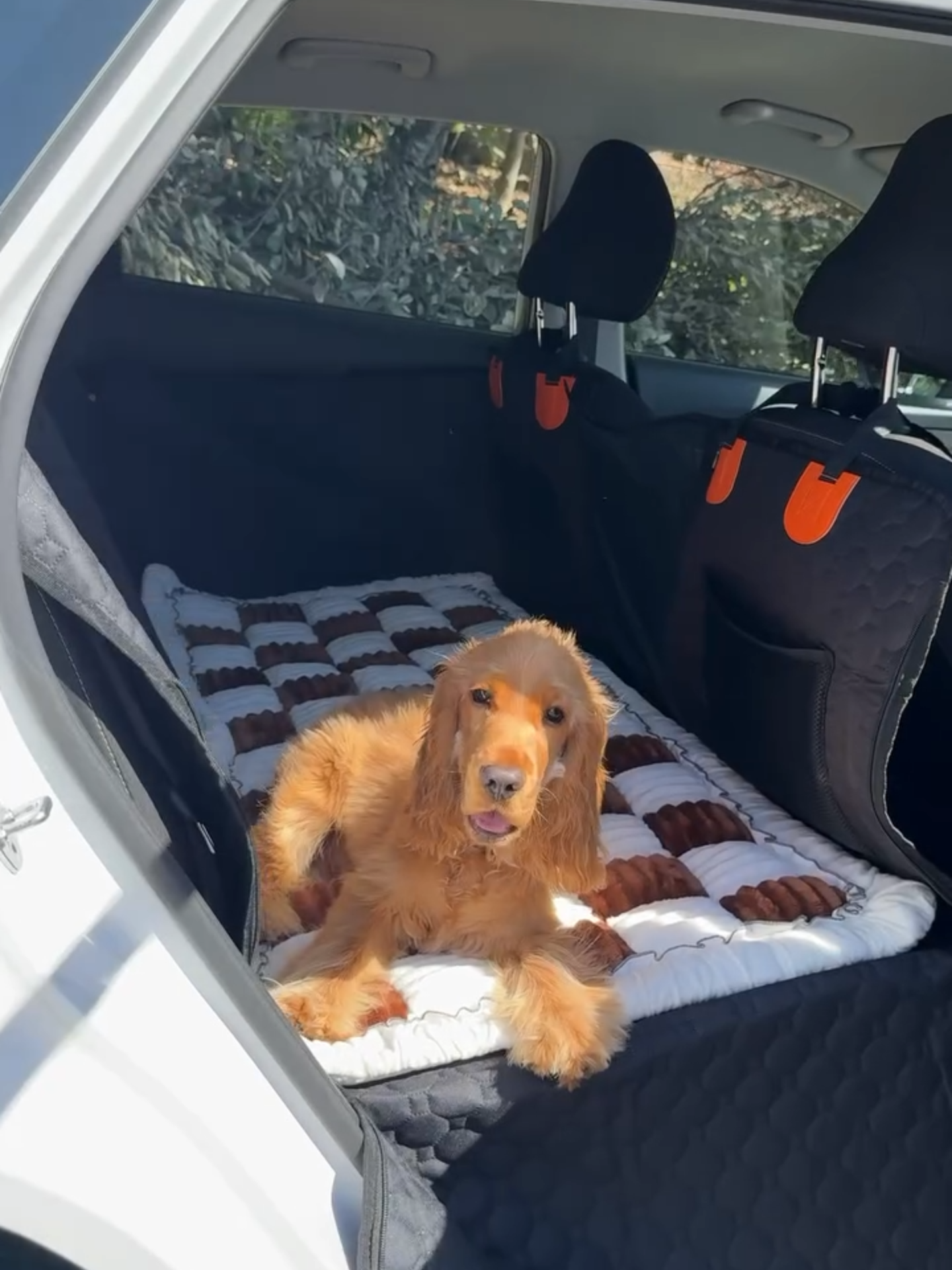Joey looks like the ultimate first-class pup—living the dream in style! Hurry! Sale Up to 56% Off Today! 🐶🐾 Shop here: https://ruffrover.com/free-bed #Ruffrover #PetBrand #petproductsonline #PetAccessoriesforsale #PetAccessoriesforshop #DogEssentials #PetHacks #DogCamping #PetComfort #DogBedding #DogComfort #PetHome #dogtraveler #dogtravels #dogtraveller #PetFriendlyNYC #TexasPets #DogsofSeattle #PawSquad #PawFriends #DogGear #DogSafety #TravelWithDogs #PetBed #dogtravel #petlovers #dogs #DogLovers