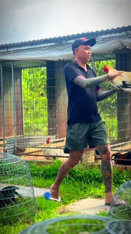 Buổi sáng tắm cho cục vàng 🐓 #foryou #fyp #xuhuong #gada #capcut #cuongheocaibe 