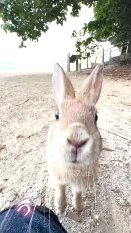 うさぎさんにペロペロされる体験はいかがですか(๑´ڡ`๑) かわいいペロペロ、柔らかくて心地良いんですよね🥰 #大久野島 #うさぎ島 #うさぎ写真家 #うさぎ写真家uta #rabbitisland 