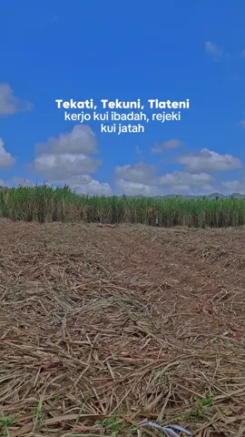 #petanimilenial #petanimuda #petanitebu #petaniindonesia🇮🇩🇮🇩🇮🇩🌿🌿 
