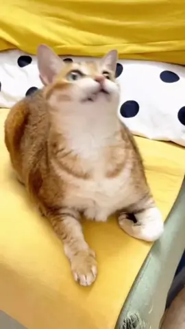 sapa donk Ce'es ku #kucinglucu #kucing #kucingtiktok #kucingjoget 