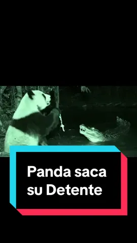 El panda saca su detente #experienciastudio #panda #aqns #cocodrilo 