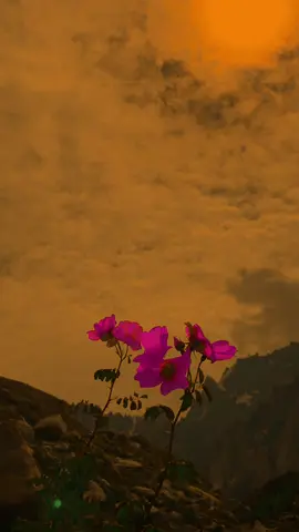 ضد کی جنگ میں اکثر دوریاں جیت جاتی ہیں۔ #foryou #foryoupage #reposting #followme #grow #repost #boost 