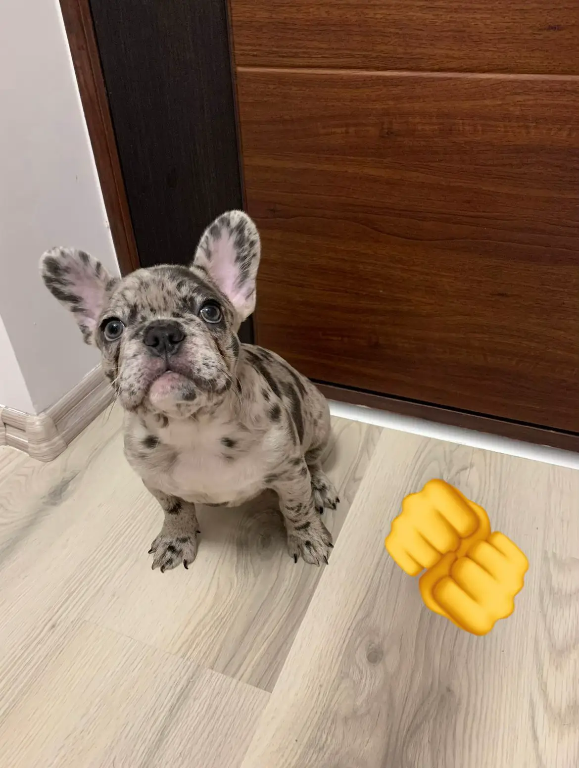 She’s an artist 😇 #frenchie #frenchbulldog #puppydog 