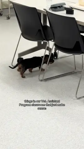 Only in a Vet. Assistant classroom… 🥰🐾 #college #student #vettech #veterinarian #vettechlife 