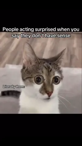 WhatsApp warriors them😂😭 #fyp #whatsappstatus #funny #ceetoh #funnytiktok #relatable #trendingvideo #rantwithceetoh #ozeba #rema #tiktokviral #meme #funnytiktok 