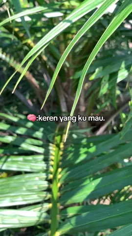 #bossawit #sawitkalbar #kulisawit #storysawit #sawitkalimantan #petanisawit #petanisawitindonesia #sawit #petanimuda #sawitfyp #fypsaatini 